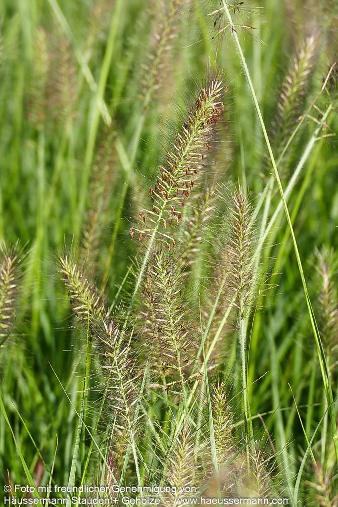 Lampenputzergras 'Cassian' (Pennisetum alopecuroides)