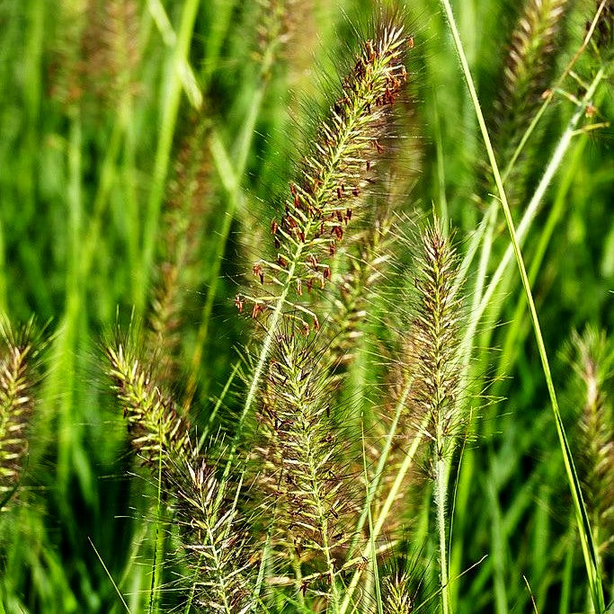 Lampenputzergras 'Cassian' (Pennisetum alopecuroides)