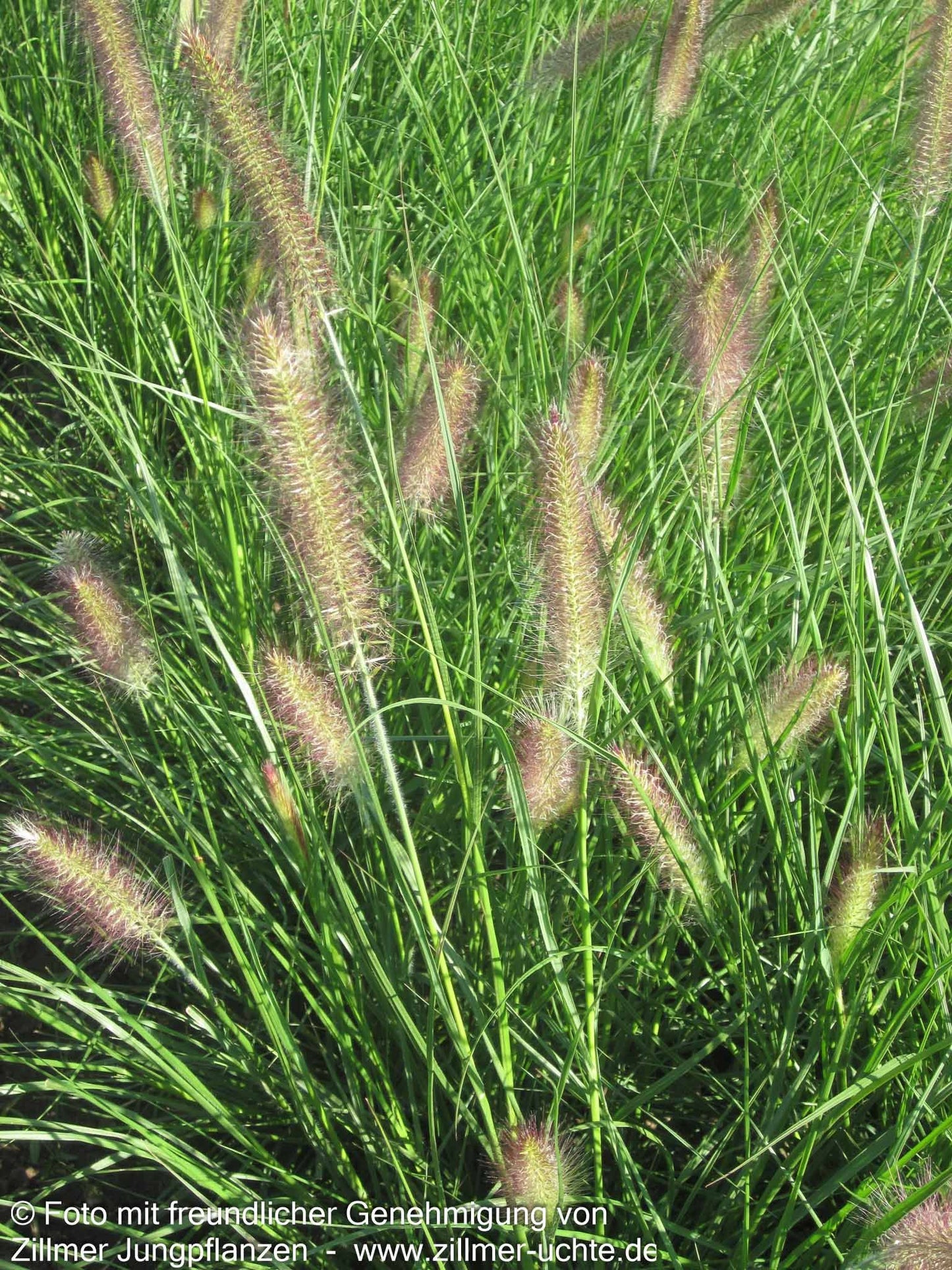 Lampenputzergras 'Compressum' (Pennisetum alopecuroides)