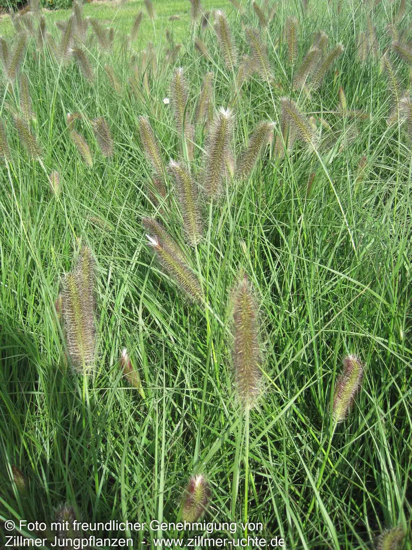 Lampenputzergras 'Compressum' (Pennisetum alopecuroides)