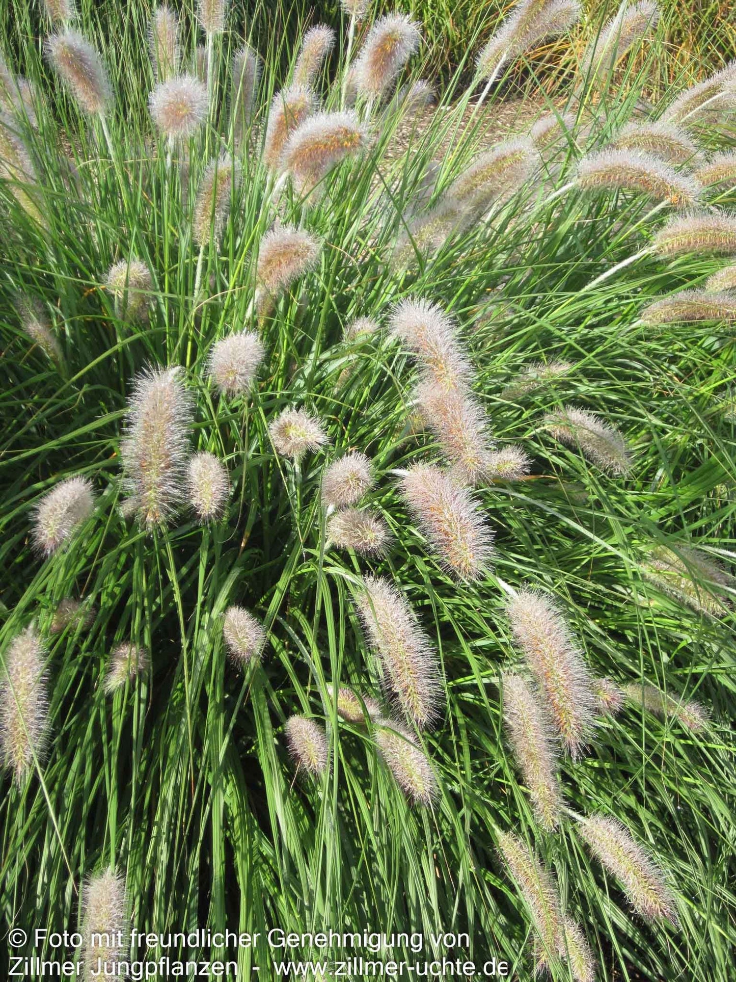 Lampenputzergras 'Compressum' (Pennisetum alopecuroides)