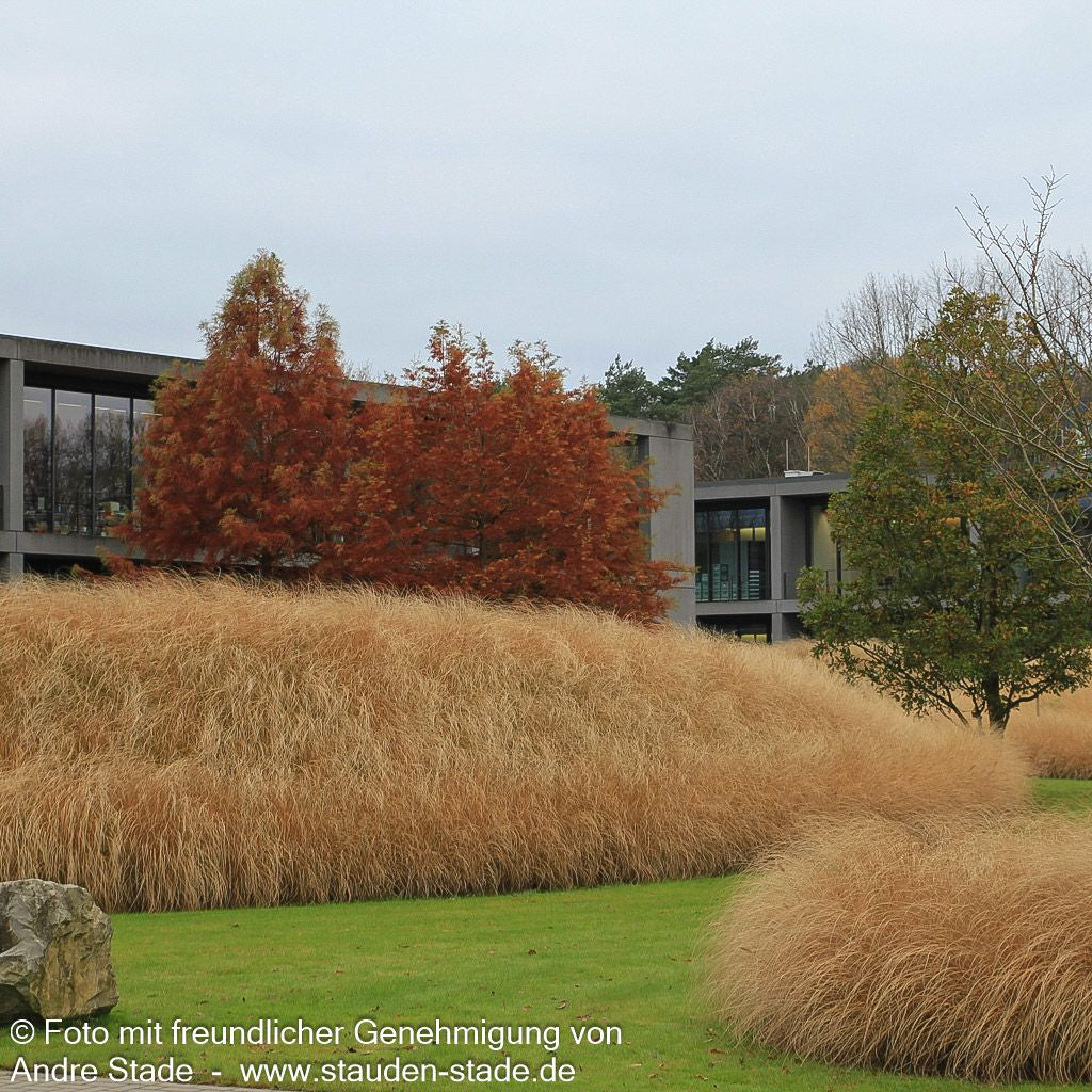 Lampenputzergras 'Compressum' (Pennisetum alopecuroides)