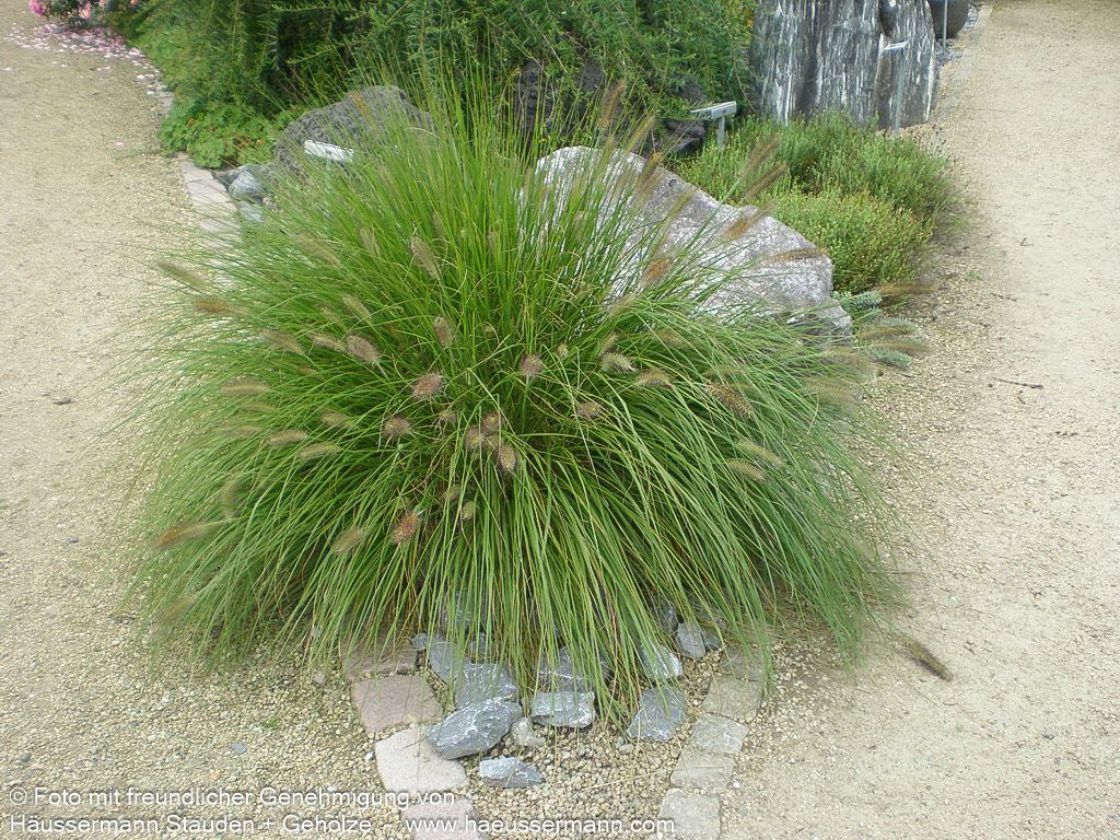 Lampenputzergras 'Compressum' (Pennisetum alopecuroides)