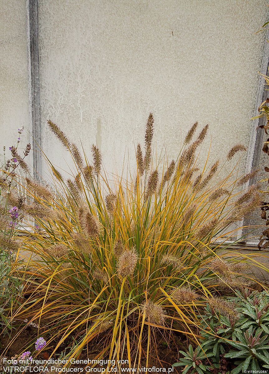 Lampenputzergras 'Hameln' (Pennisetum alopecuroides)