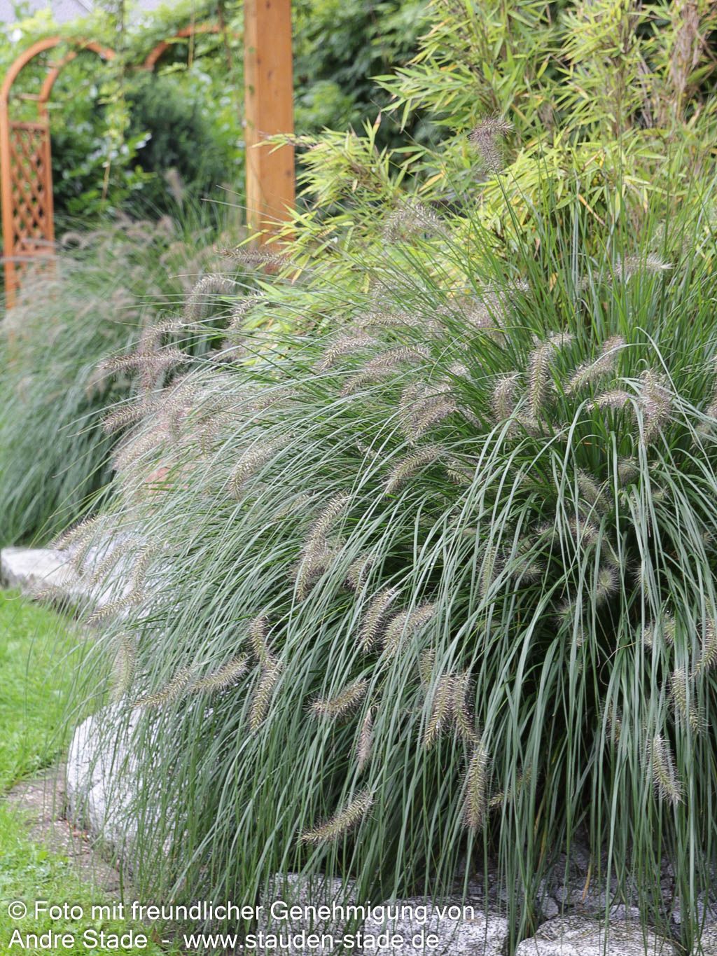 Lampenputzergras 'Hameln' (Pennisetum alopecuroides)