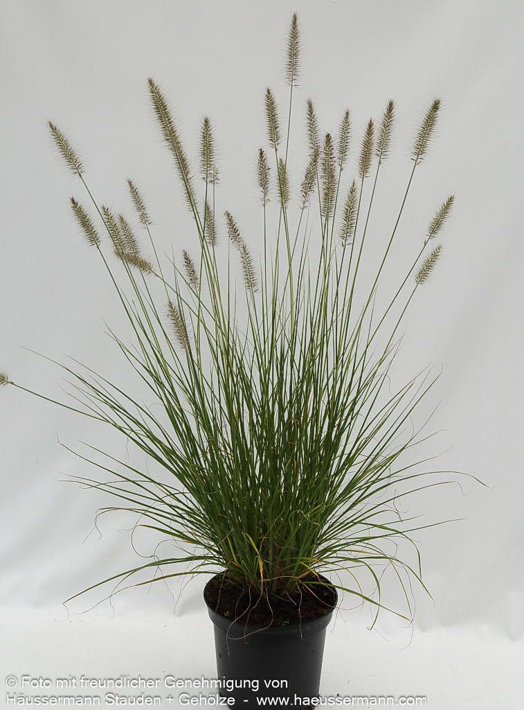 Lampenputzergras 'Hameln' (Pennisetum alopecuroides)