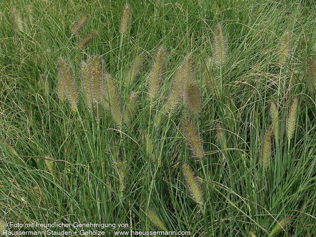 Lampenputzergras 'Hameln' (Pennisetum alopecuroides)