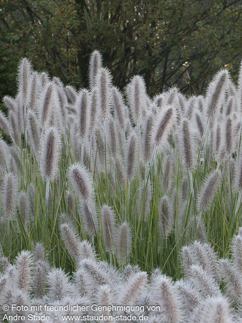 Lampenputzergras 'Herbstzauber' (Pennisetum alopecuroides)