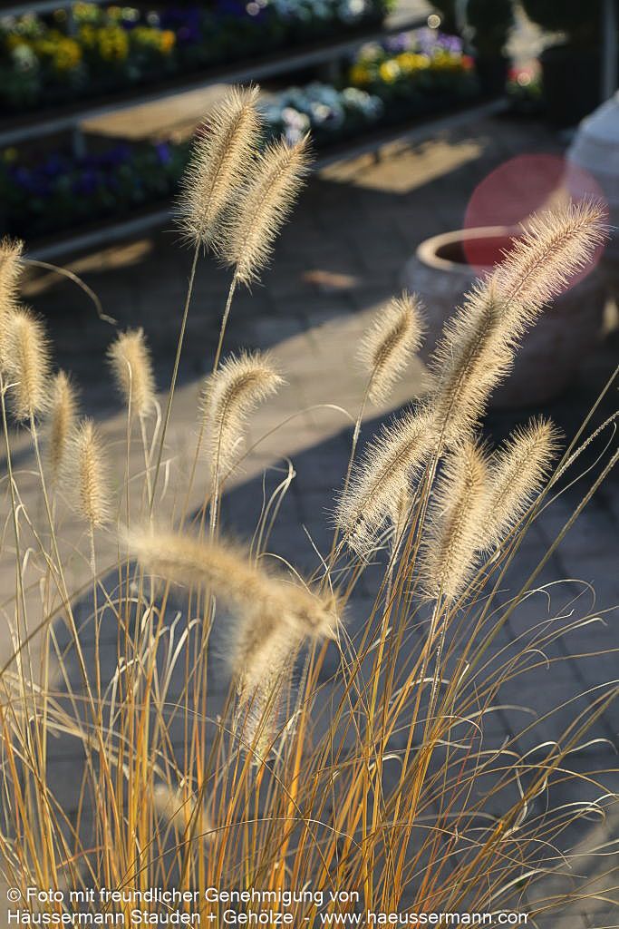Lampenputzergras 'Herbstzauber' (Pennisetum alopecuroides)