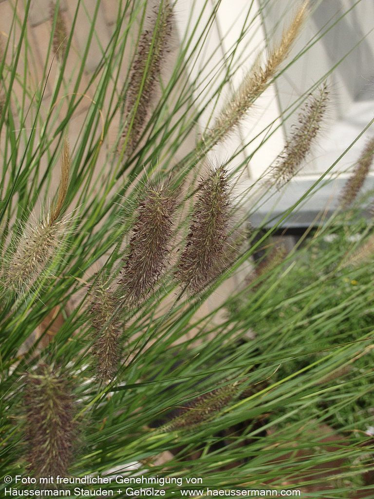 Lampenputzergras 'Herbstzauber' (Pennisetum alopecuroides)