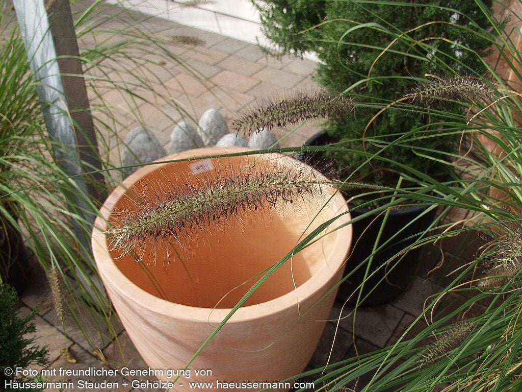 Lampenputzergras 'Herbstzauber' (Pennisetum alopecuroides)