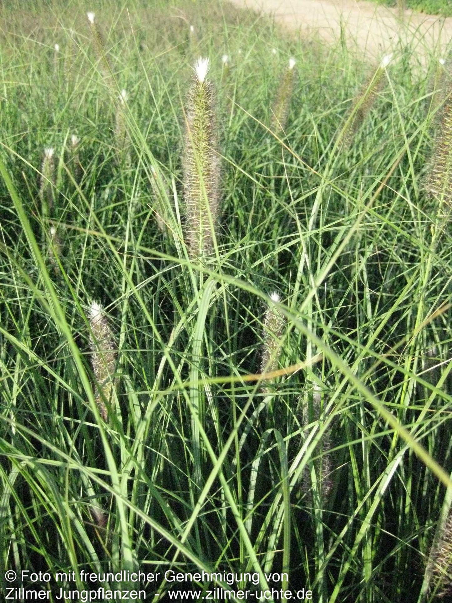 Lampenputzergras 'Japonicum' (Pennisetum alopecuroides)