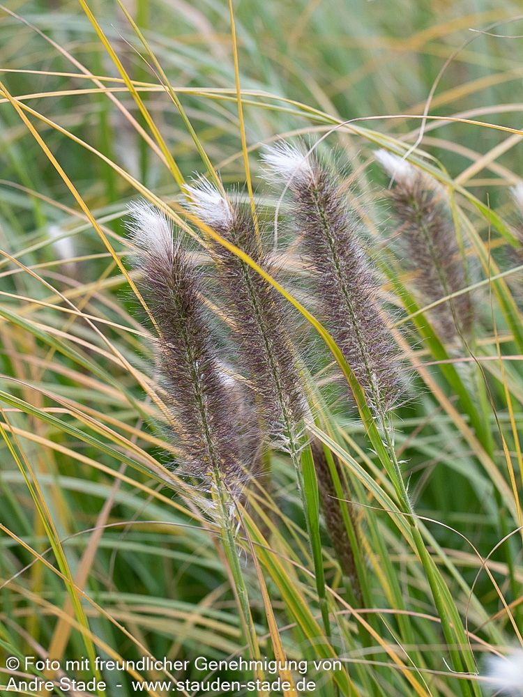 Lampenputzergras 'Japonicum' (Pennisetum alopecuroides)