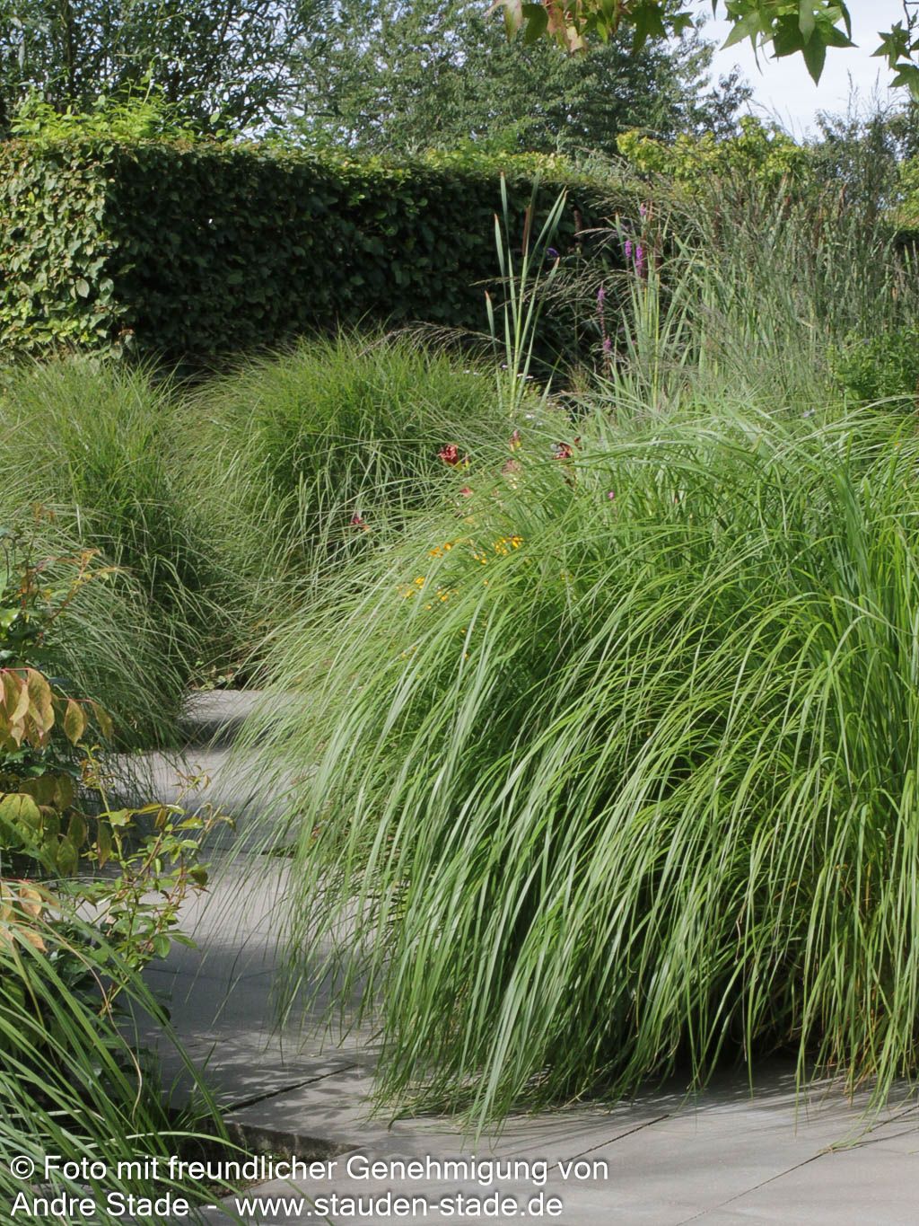 Lampenputzergras 'Japonicum' (Pennisetum alopecuroides)