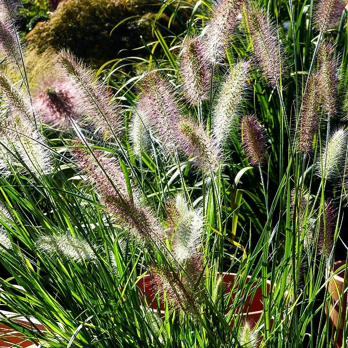 Lampenputzergras 'Japonicum' (Pennisetum alopecuroides)