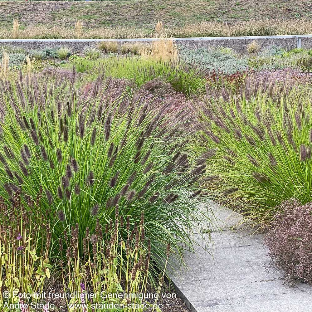 Lampenputzergras (Pennisetum alopecuroides var.viridescens)