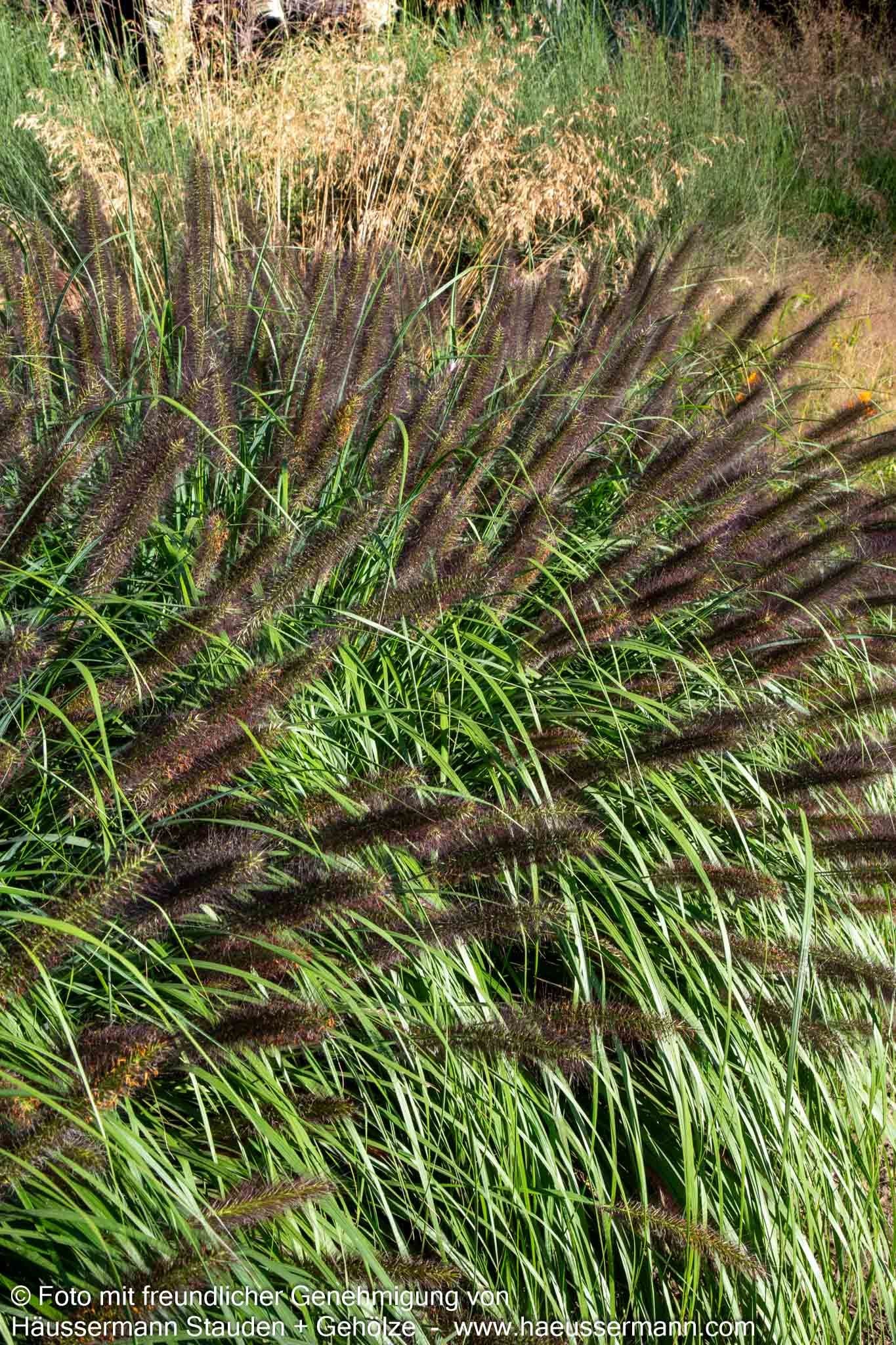 Lampenputzergras 'Red Head' (Pennisetum alopecuroides)