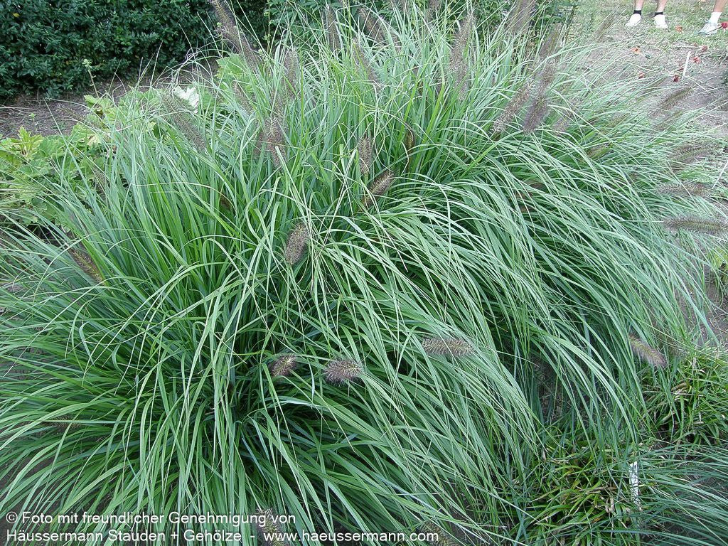 Lampenputzergras 'Red Head' (Pennisetum alopecuroides)