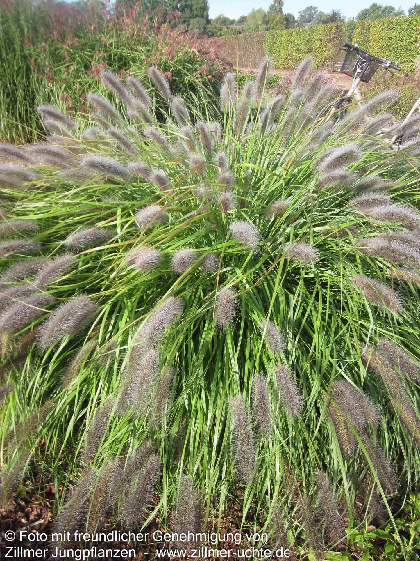 Lampenputzergras 'Red Head' (Pennisetum alopecuroides)