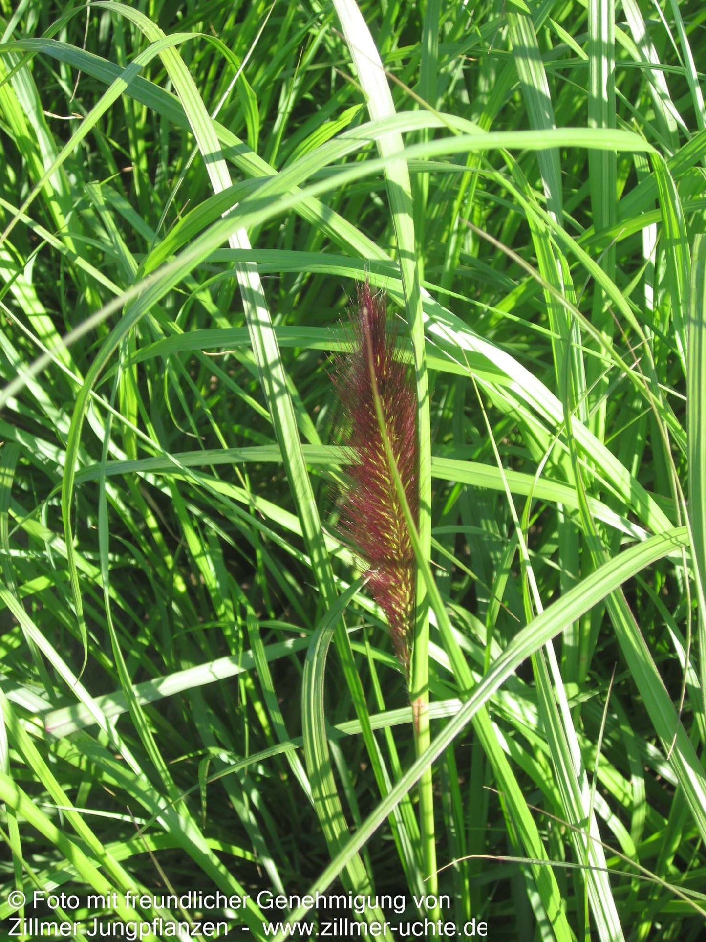 Lampenputzergras 'Red Head' (Pennisetum alopecuroides)