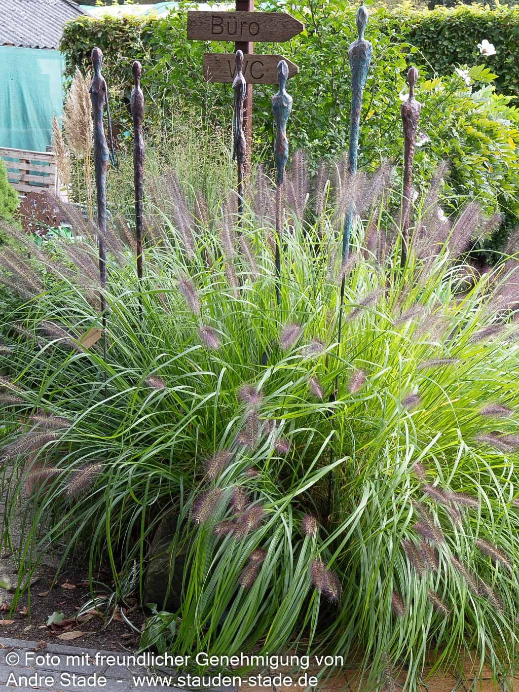 Lampenputzergras 'Red Head' (Pennisetum alopecuroides)