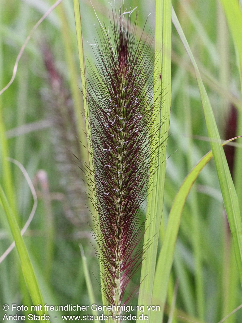 Lampenputzergras 'Red Head' (Pennisetum alopecuroides)