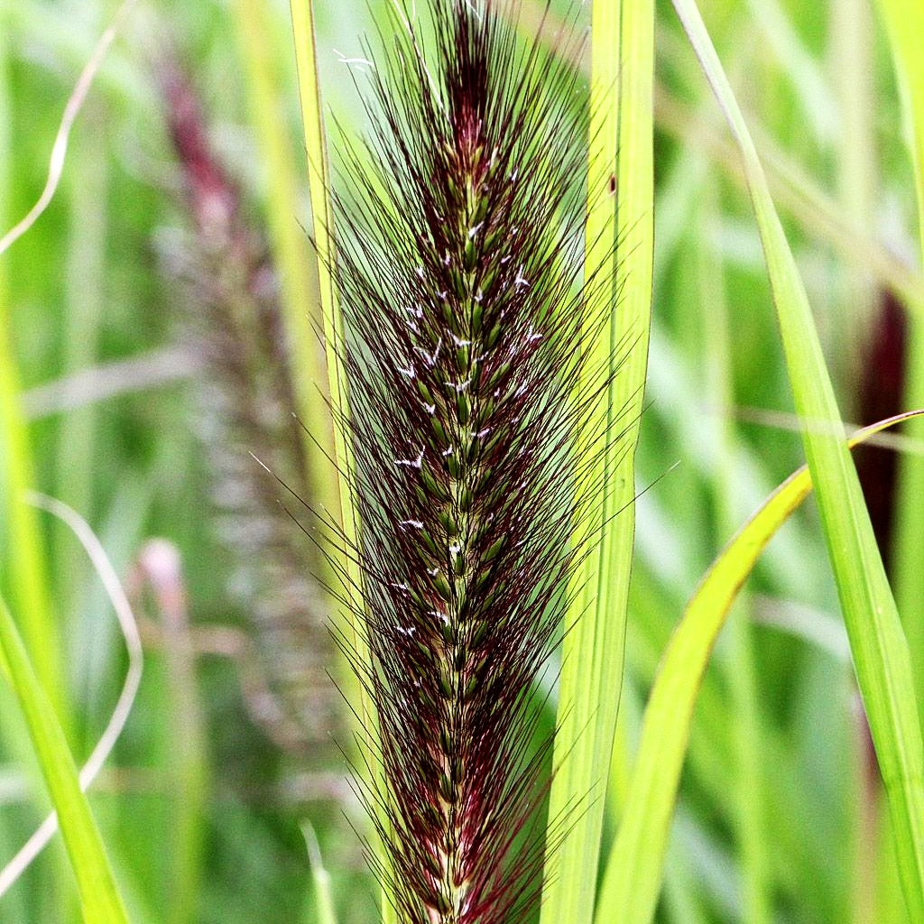 Lampenputzergras 'Red Head' (Pennisetum alopecuroides)