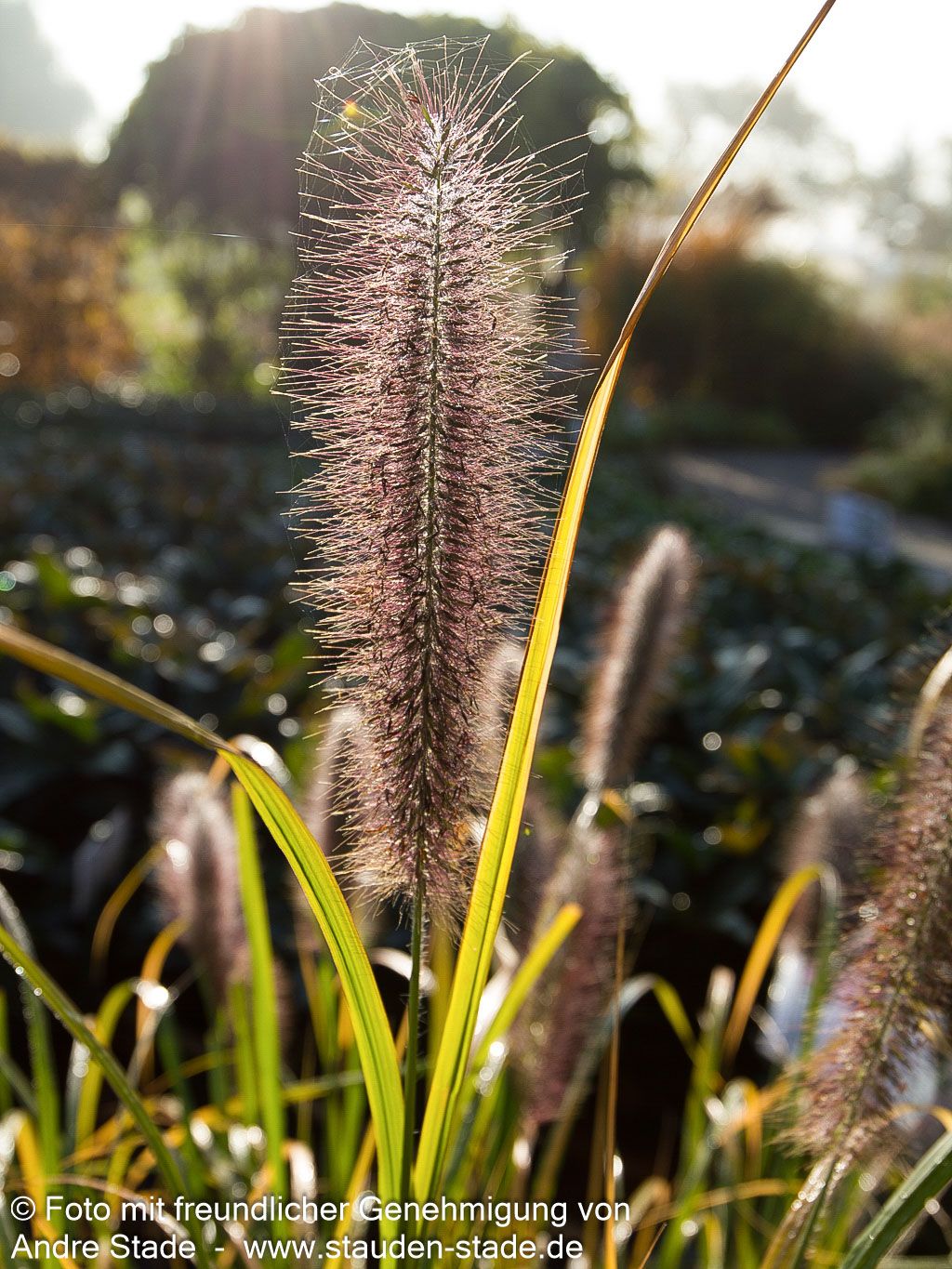 Lampenputzergras 'Red Head' (Pennisetum alopecuroides)