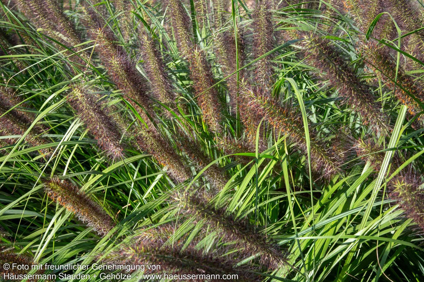 Lampenputzergras 'Red Head' (Pennisetum alopecuroides)