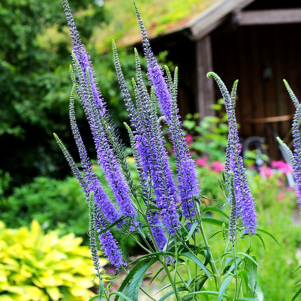 Langblättriger Ehrenpreis 'Blauriesin' (Veronica longifolia)