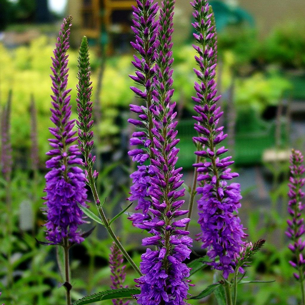 Langblättriger Ehrenpreis 'Eveline' (Veronica longifolia)