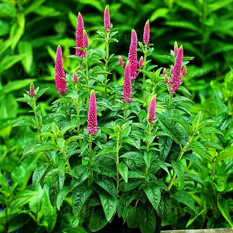 Langblättriger Ehrenpreis 'First Love' (Veronica longifolia)