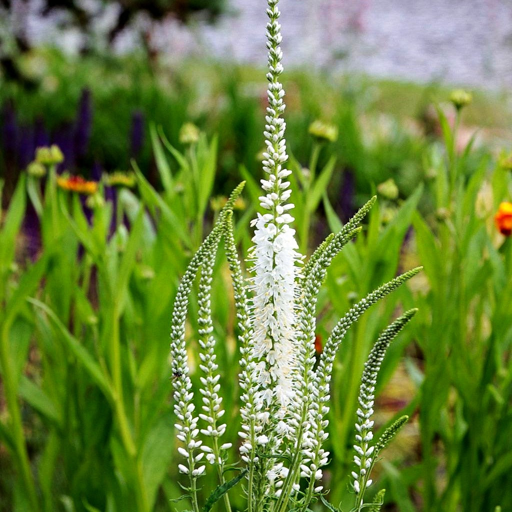 Langblättriger Ehrenpreis 'Schneeriesin' (Veronica longifolia)