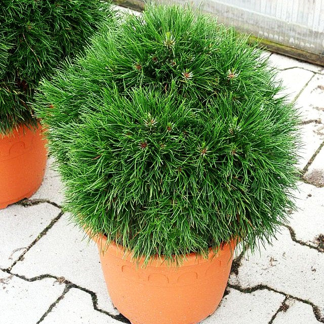 Langnadlige Kugel-Kiefer 'Varella' (Pinus mugo)