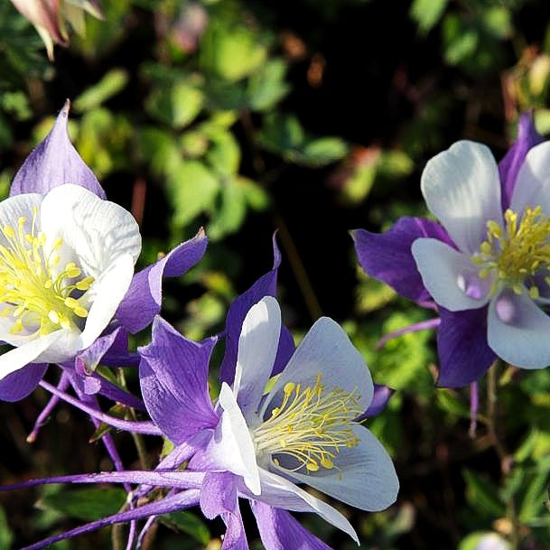 Langspornige Akelei 'Blue Star' (Aquilegia caerulea)