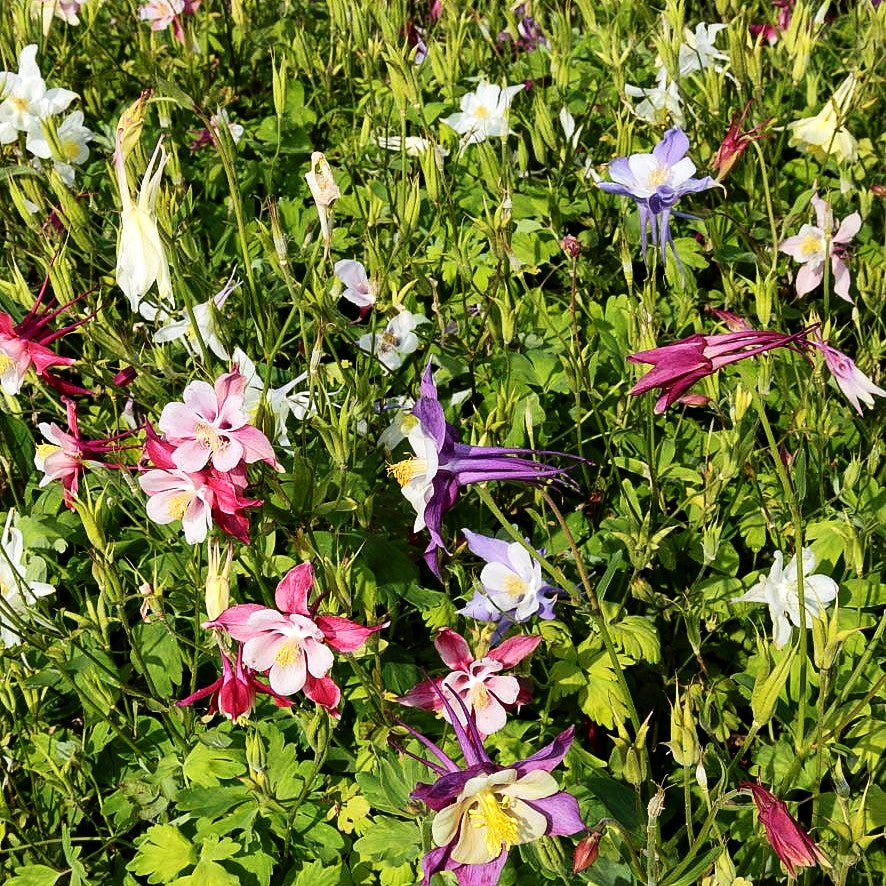 Langspornige Akelei 'McKana' (Aquilegia x cult.)