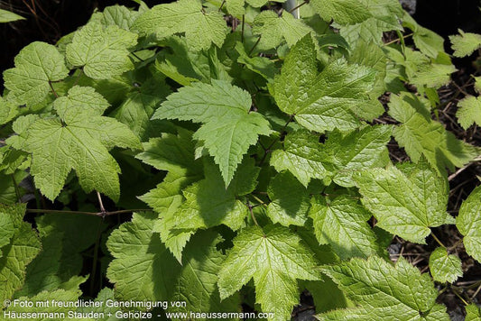 Lanzen-Silberkerze (Cimicifuga racemosa var.cordifolia)