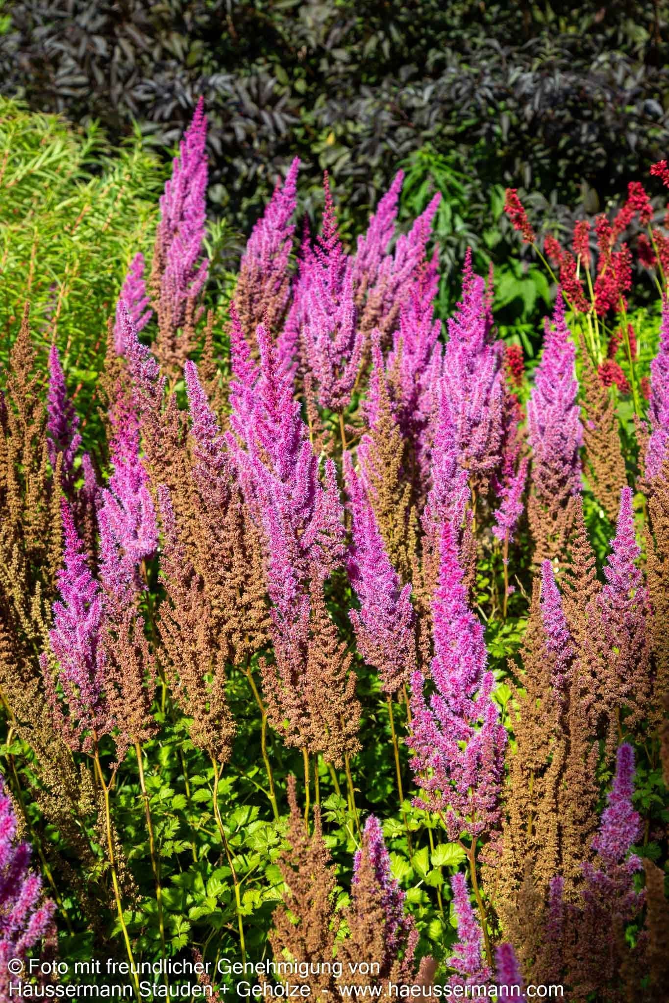 Lanzenspiere 'Purpurlanze' (Astilbe chin.var.taquetii)