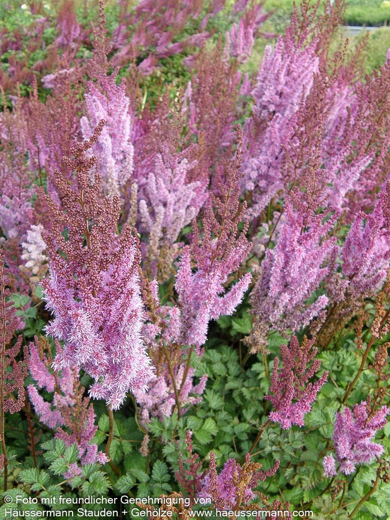 Lanzenspiere 'Purpurlanze' (Astilbe chin.var.taquetii)