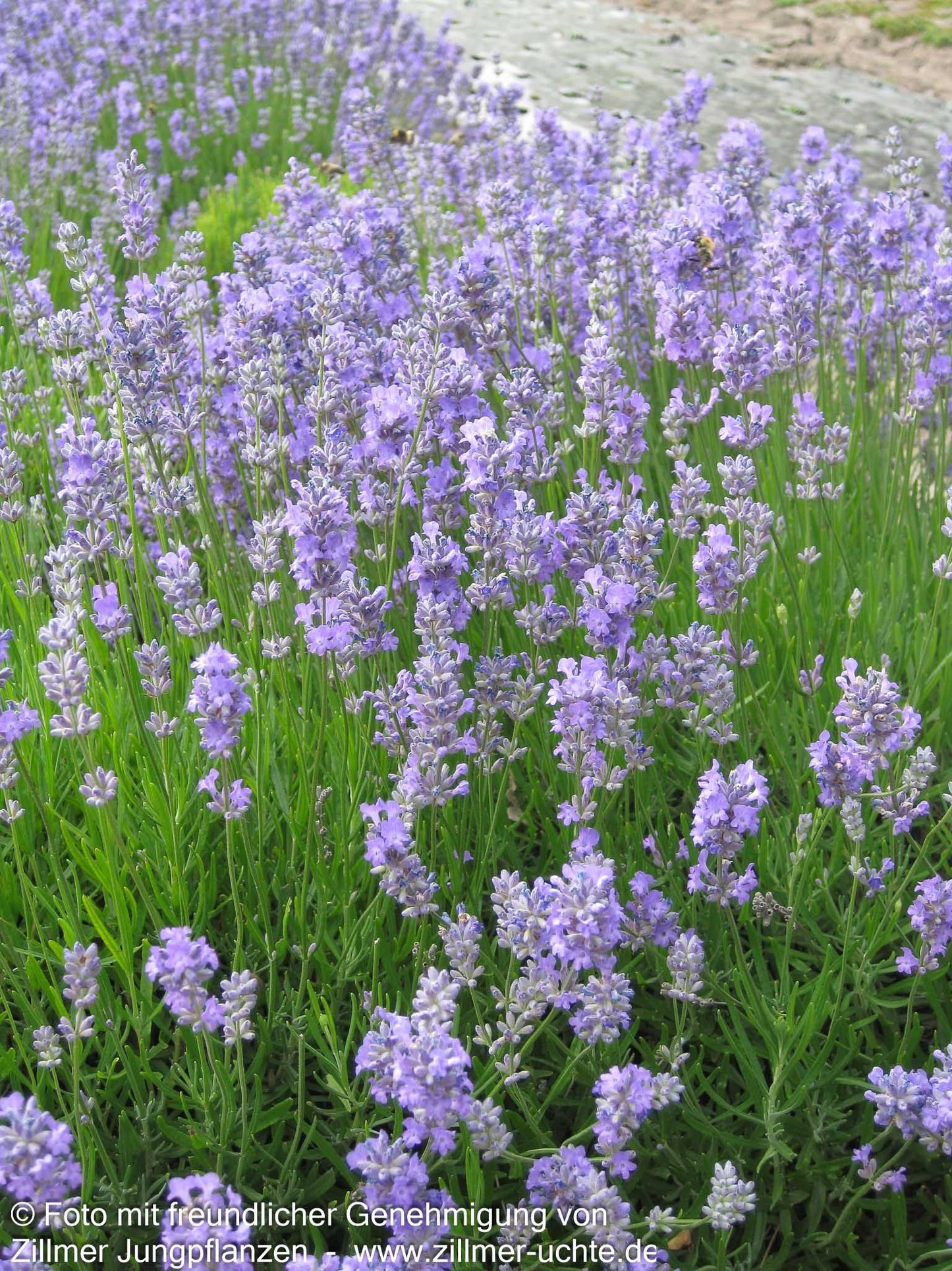 Lavendel 'Blue Cushion' (Lavandula angustifolia)
