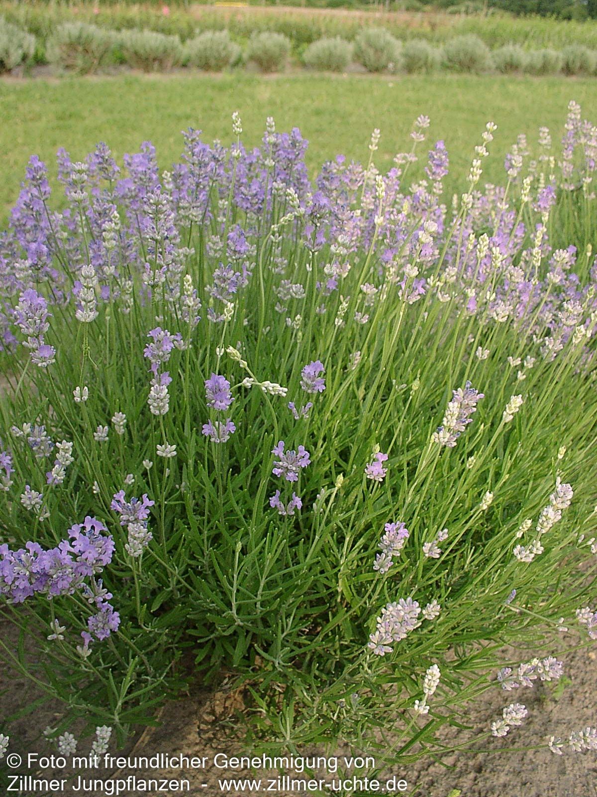 Lavendel 'Blue Cushion' (Lavandula angustifolia)