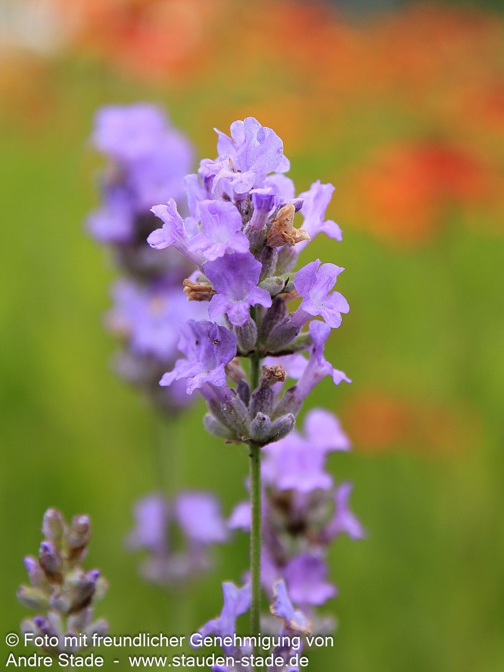Lavendel 'Blue Cushion' (Lavandula angustifolia)