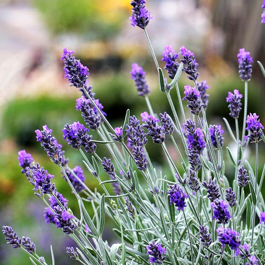 Lavendel 'Richard Gray' (Lavandula x chaytoriae)