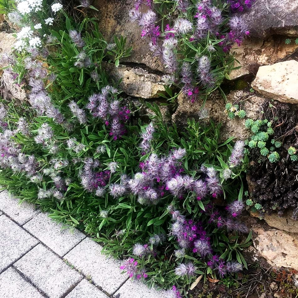 Lavendelblättriger Ziest (Stachys lavandulifolia)