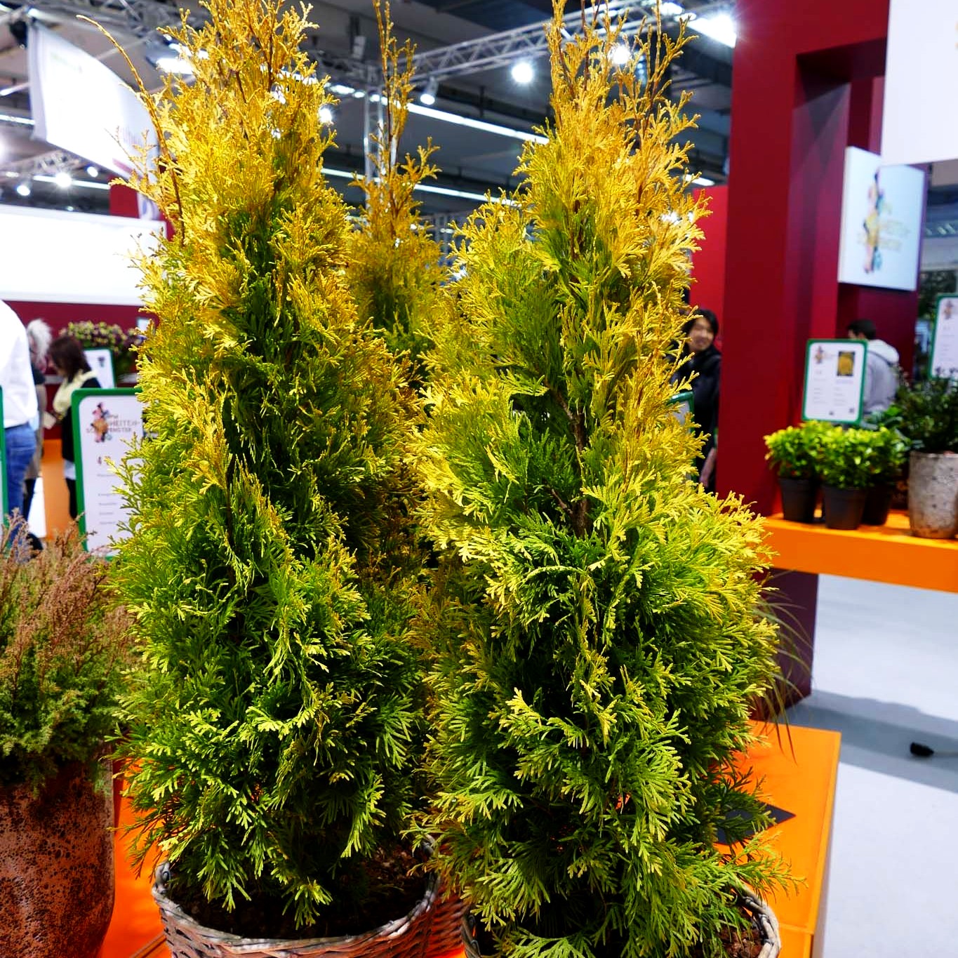 Lebensbaum 'Sunny Smaragd' (Thuja occidentalis)