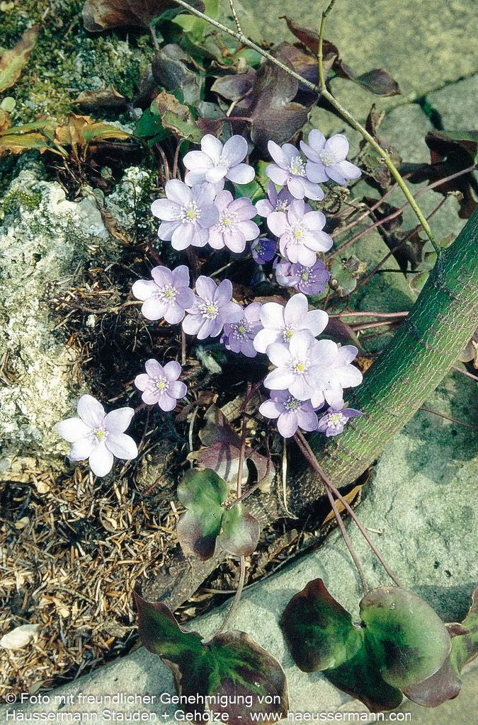Leberblümchen (Hepatica nobilis)