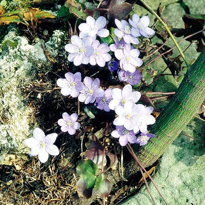Leberblümchen (Hepatica nobilis)