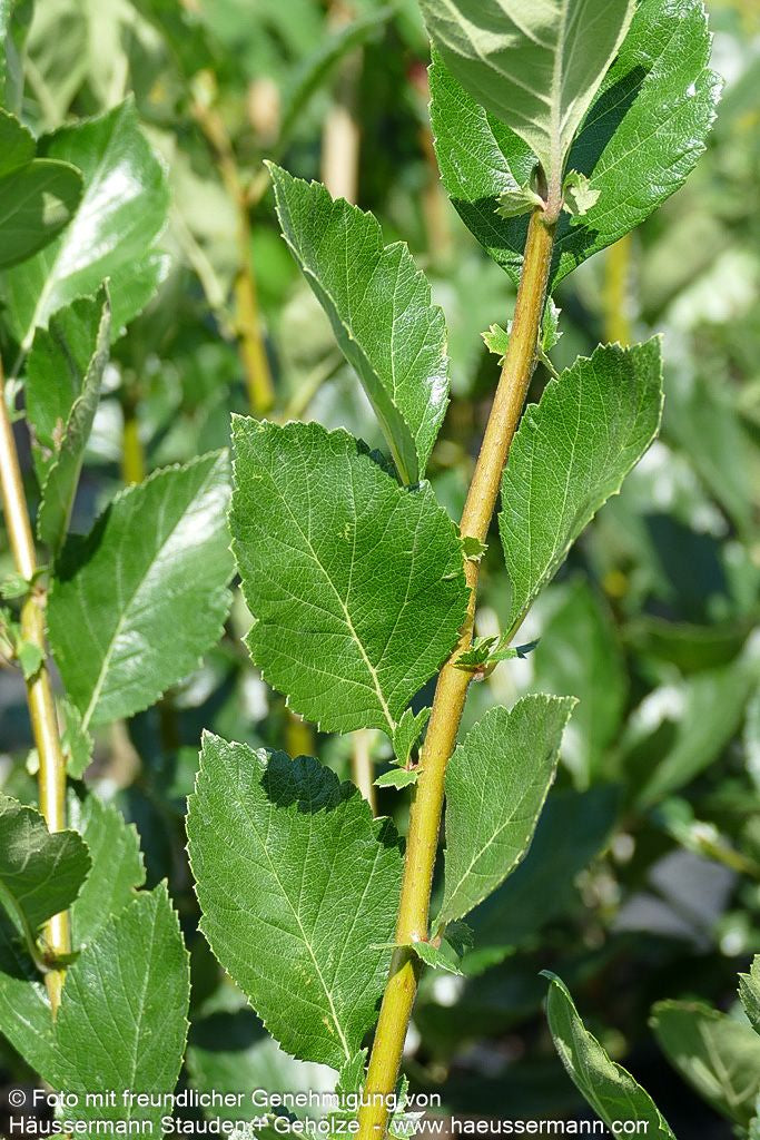 Lederblättriger Weißdorn 'Carrierei' (Crataegus x lavallei)