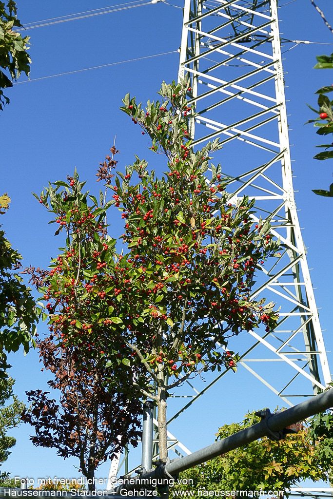 Lederblättriger Weißdorn 'Carrierei' (Crataegus x lavallei)