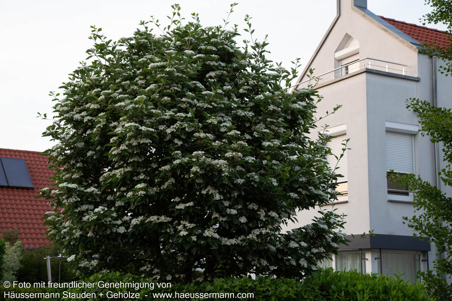 Lederblättriger Weißdorn 'Carrierei' (Crataegus x lavallei)